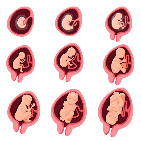Development of baby in the womb (Month 1 to 10) – Blogs – Vriksham ...
